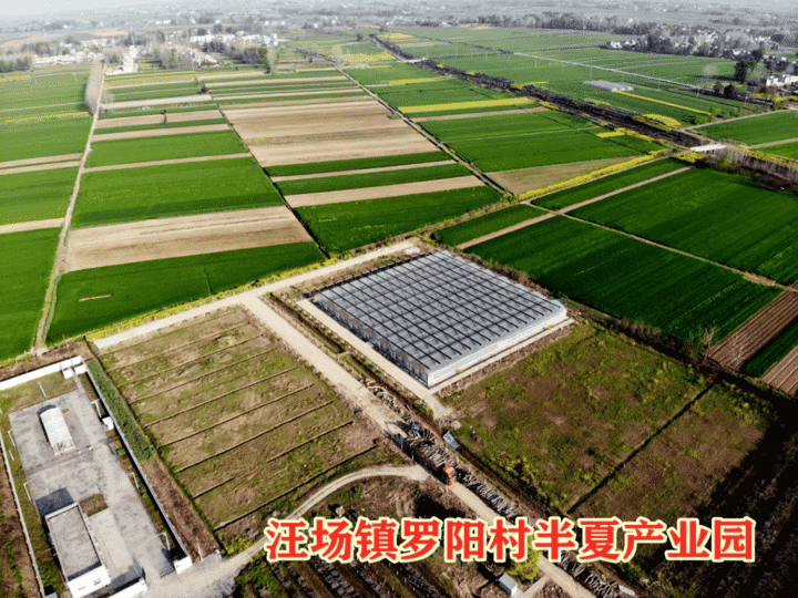 汪場鎮：建設“四好農村公路”助力鄉村振興